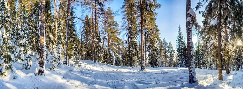 Winter forest, snow covered expanses. Landscapes of open spaces of nature.