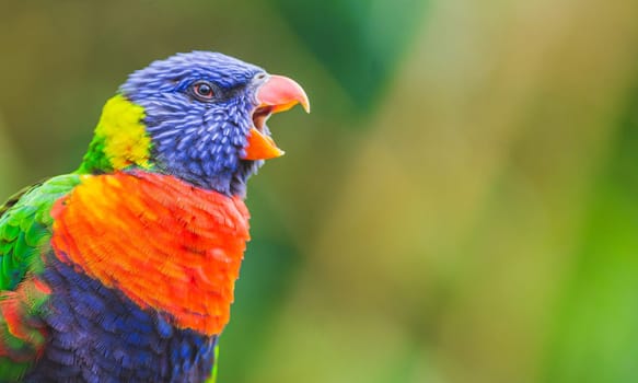 Rainbow Lorikeet parrot bird screaming (Trichoglossus moluccanus) opening its beak wide. Photography taken
