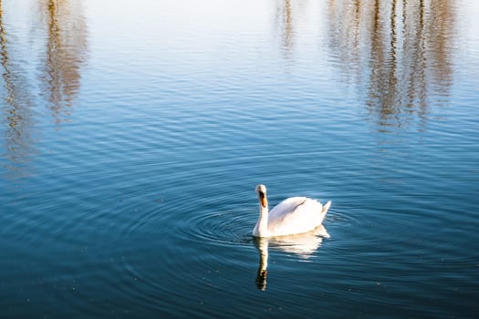 Mute swan (Cygnus olor) gliding across a lake at dawn. Photography taken