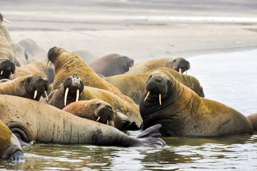 The walrus is in the arctic, the walrus is a pinnipedous mammal in nature.