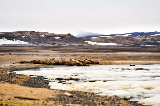 The walrus is in the arctic, the walrus is a pinnipedous mammal in nature.