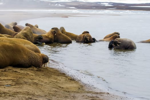 The walrus is in the arctic, the walrus is a pinnipedous mammal in nature.
