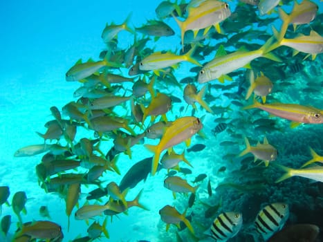 Underwater shooting. Coral reef and its inhabitants