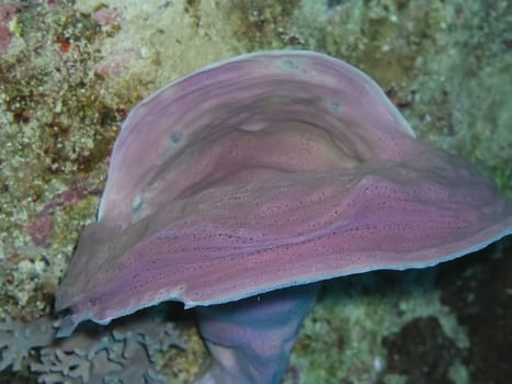 Underwater shooting. Coral reef and its inhabitants