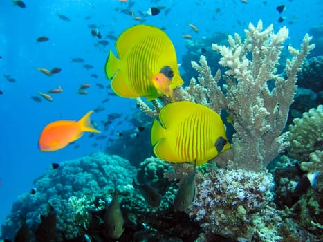 Underwater shooting. Coral reef and its inhabitants