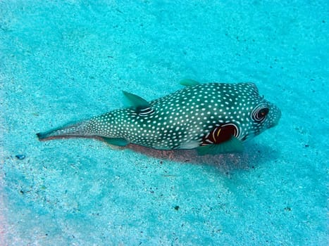 Underwater shooting. Coral reef and its inhabitants