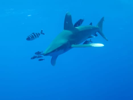 Underwater shooting. Coral reef and its inhabitants