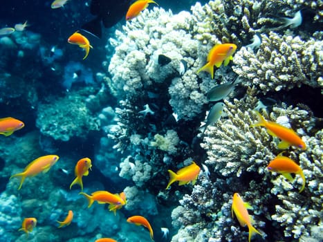 Life on a coral reef. Animal world underwater on a reef.