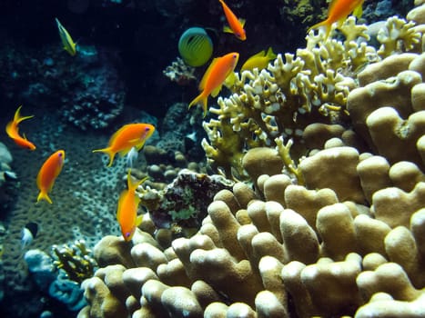 Life on a coral reef. Animal world underwater on a reef.