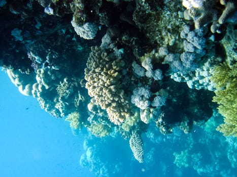 Life on a coral reef. Animal world underwater on a reef.