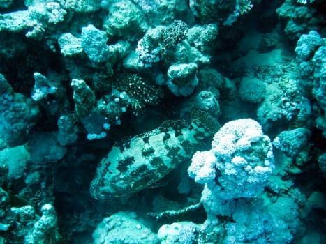 Life on a coral reef. Animal world underwater on a reef.
