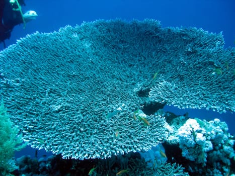 Life on a coral reef. Animal world underwater on a reef.