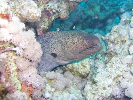 Underwater shooting. Coral reef and its inhabitants