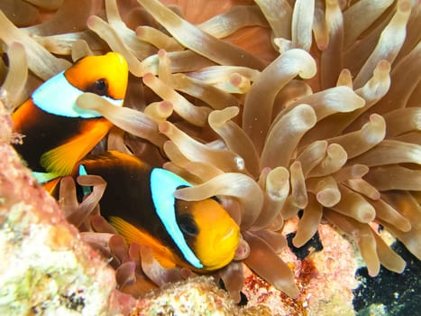 Underwater shooting. Coral reef and its inhabitants