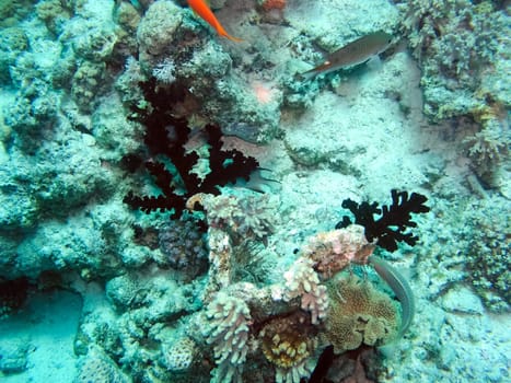 Underwater shooting. Coral reef and its inhabitants