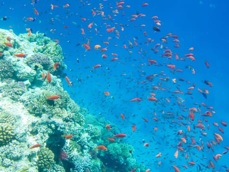 Underwater shooting. Coral reef and its inhabitants
