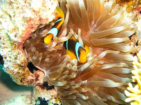 Underwater shooting. Coral reef and its inhabitants