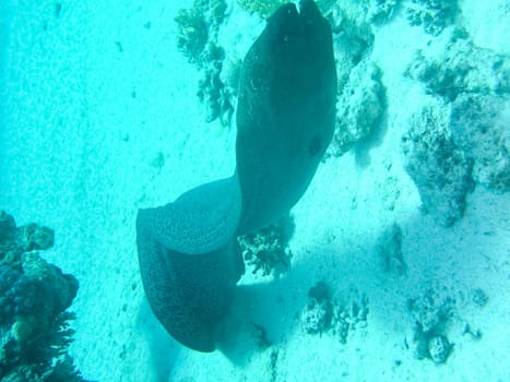 Underwater shooting. Coral reef and its inhabitants