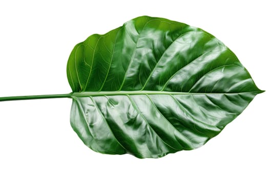 Tropical green foliage isolated on white background