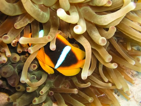 Underwater shooting. Coral reef and its inhabitants