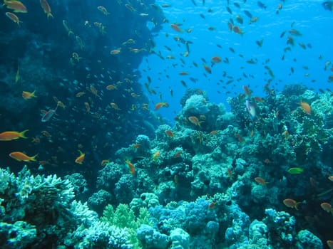 Underwater shooting. Coral reef and its inhabitants