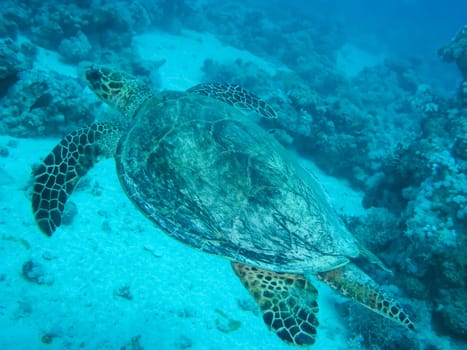 Sea turtle in the sea under water swims. Marine reptile. Underwater shooting. Coral reef and its inhabitants