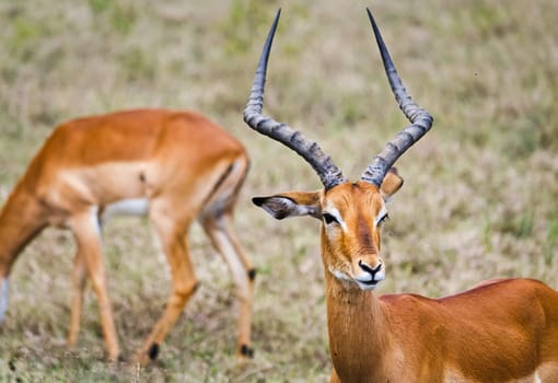 Antelope on the African savannah. Natural environment antelope habitat. Hoofed horned animal.