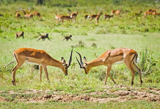 Antelope on the African savannah. Natural environment antelope habitat. Hoofed horned animal.