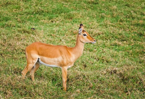 Antelope on the African savannah. Natural environment antelope habitat. Hoofed horned animal.