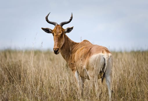 Antelope on the African savannah. Natural environment antelope habitat. Hoofed horned animal.