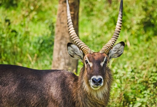 Antelope on the African savannah. Natural environment antelope habitat. Hoofed horned animal.