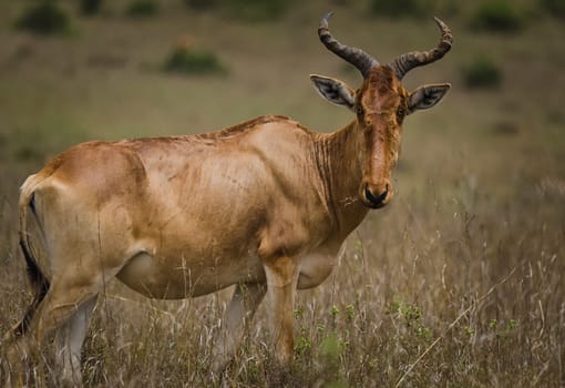Antelope on the African savannah. Natural environment antelope habitat. Hoofed horned animal.