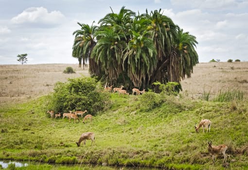 Antelope on the African savannah. Natural environment antelope habitat. Hoofed horned animal.