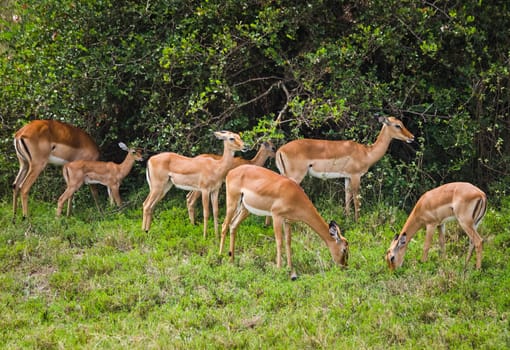 Antelope on the African savannah. Natural environment antelope habitat. Hoofed horned animal.