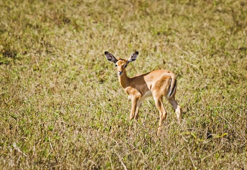 Antelope on the African savannah. Natural environment antelope habitat. Hoofed horned animal.