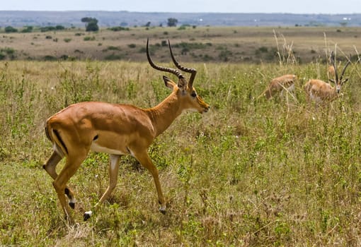 Antelope on the African savannah. Natural environment antelope habitat. Hoofed horned animal.