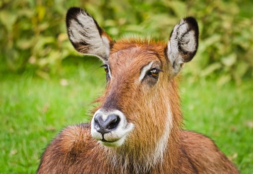 Antelope on the African savannah. Natural environment antelope habitat. Hoofed horned animal.
