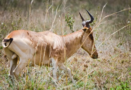 Antelope on the African savannah. Natural environment antelope habitat. Hoofed horned animal.