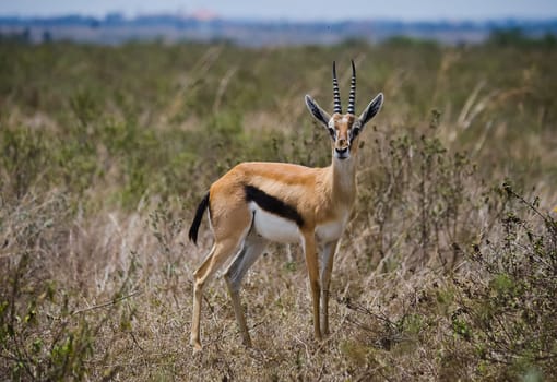 Antelope on the African savannah. Natural environment antelope habitat. Hoofed horned animal.