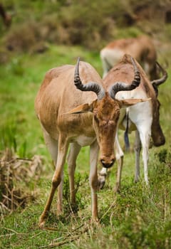 Antelope on the African savannah. Natural environment antelope habitat. Hoofed horned animal.