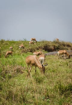 Antelope on the African savannah. Natural environment antelope habitat. Hoofed horned animal.