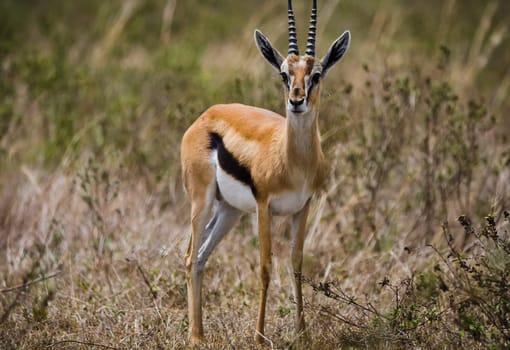 Antelope on the African savannah. Natural environment antelope habitat. Hoofed horned animal.