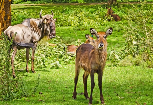 Antelope on the African savannah. Natural environment antelope habitat. Hoofed horned animal.