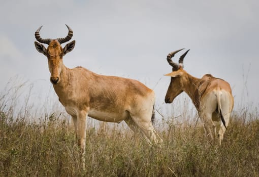 Antelope on the African savannah. Natural environment antelope habitat. Hoofed horned animal.