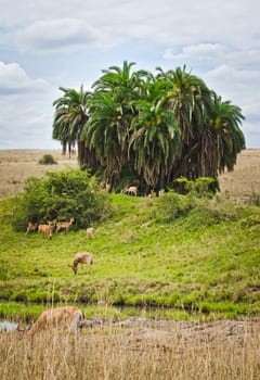 Antelope on the African savannah. Natural environment antelope habitat. Hoofed horned animal.
