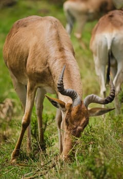 Antelope on the African savannah. Natural environment antelope habitat. Hoofed horned animal.