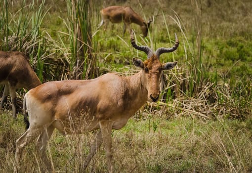 Antelope on the African savannah. Natural environment antelope habitat. Hoofed horned animal.