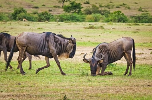 Connochaetes taurinus. Wildebeest. Hoof African savannah Blue wildebeest