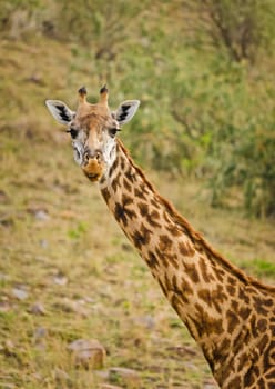 Giraffe in the wild. An animal with a long neck. Wild world of the African savannah