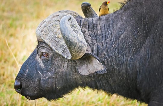African buffalo. Africa hoofed animals, cows relative. Horned wild cattle